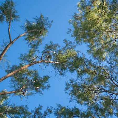 Regia Mare & Bodrum אורטקנט